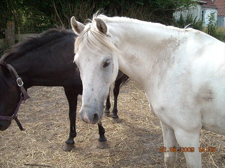 Anden særlig race Oliver<3 SOLGT:'/ - (1)
velkommen til fjolle´s profil<3 håber i vil tage rigtig godt imod ham!<3
Foto: Mig billede 1