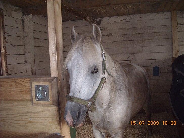 Anden særlig race Oliver<3 SOLGT:'/ - (6)
Foto: Mig billede 6