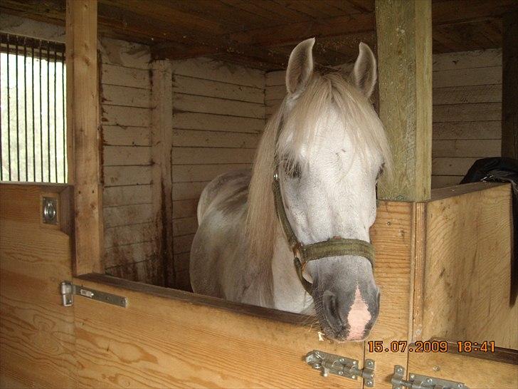 Anden særlig race Oliver<3 SOLGT:'/ - (7)
fordi efter du ikke er hos mig mere.. føltes verden helt forkert:'(
Foto: Mig billede 7