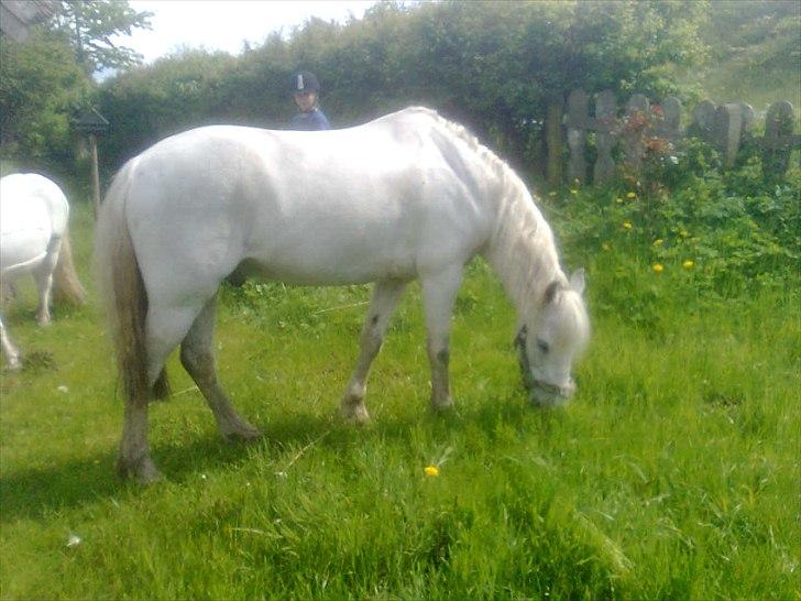 Anden særlig race Oliver<3 SOLGT:'/ - (9)
fordi jeg så inderligt savner sådan en dejlig sommerdag med dig!:'/
Foto: Mig billede 9