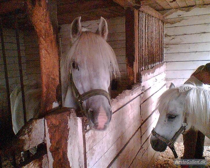 Anden særlig race Oliver<3 SOLGT:'/ - (16)¨
fordi det her er det ALLER første billede jeg tog af dig!:')
Foto: Mig billede 16