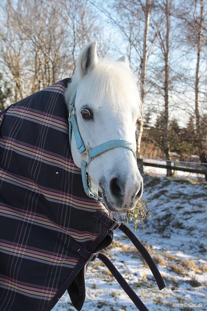 Anden særlig race Oliver<3 SOLGT:'/ - (17)
Fordi verden er helt forkert uden dig ved min side!:'/ 
Foto: Karoline billede 17