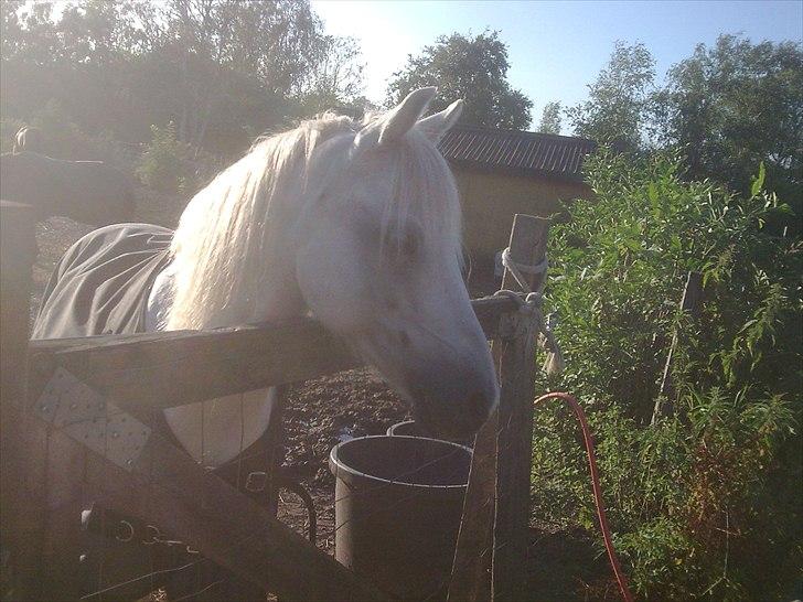 Anden særlig race Oliver<3 SOLGT:'/ - (18)
Fordi din udstråling var helt på min side!:*
Foto: Mig billede 18