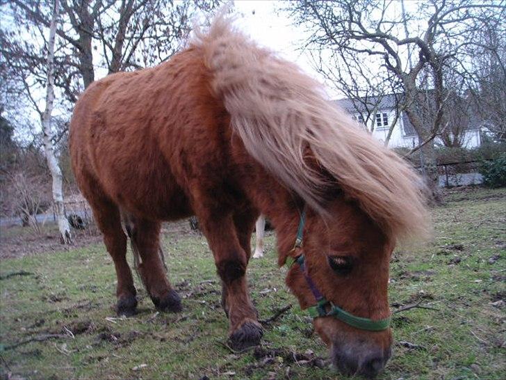 Miniature Minimøjsen Minor <33 - Taget d 11-02-2011 billede 18