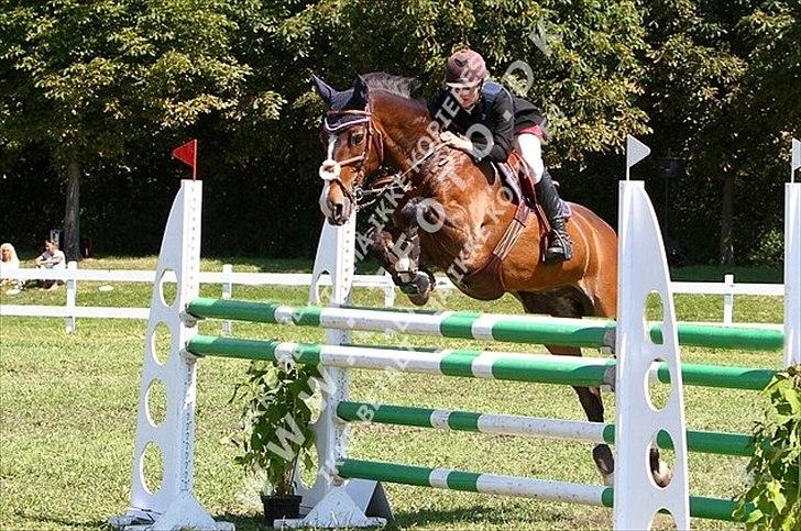 Holstener Mr. Rocky  billede 19