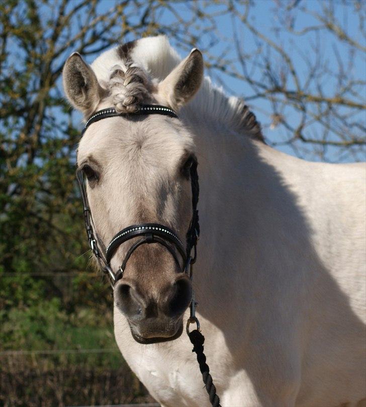 Fjordhest | Møllebjergs Bambine  - Model ponyen <3 foto: Mig billede 16