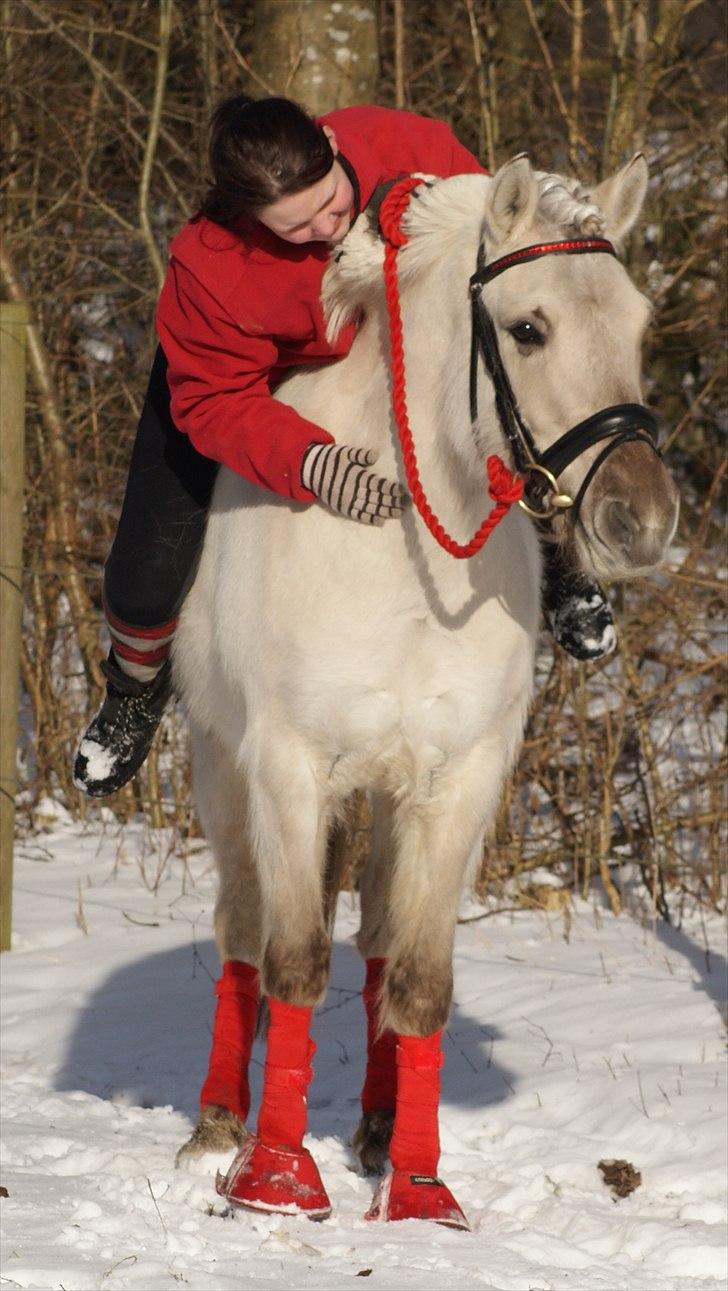 Fjordhest | Møllebjergs Bambine  - foto: Maya m. mit kamera billede 17