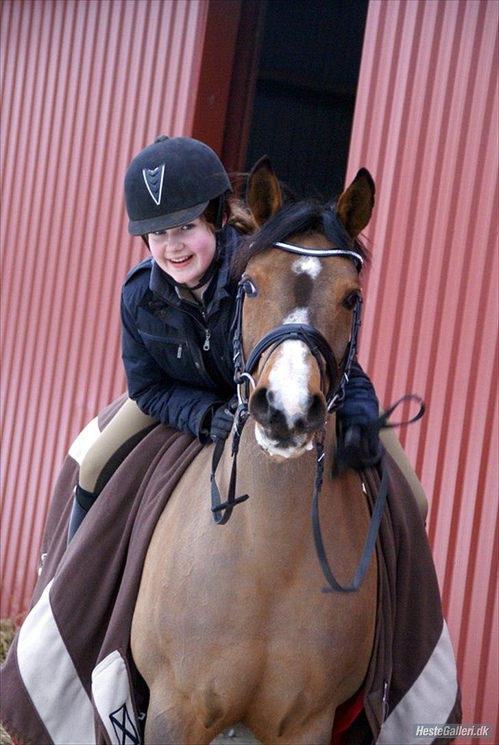 Anden særlig race Chico gamlelånepony.SOLGT billede 1