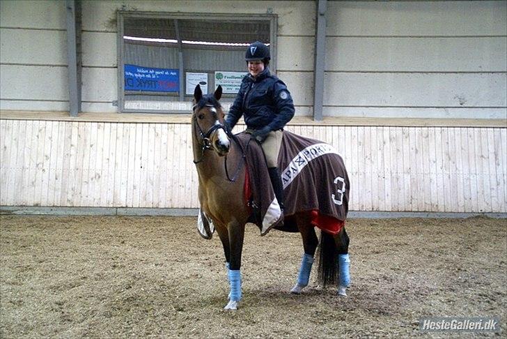 Anden særlig race Chico gamlelånepony.SOLGT billede 6