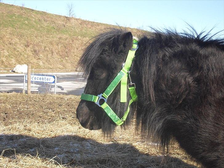 Shetlænder mulle *passer* billede 13