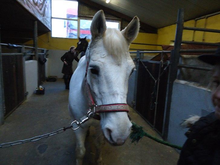 Anden særlig race  Højvangs Marabou <3  -  Baby-face! cB billede 13