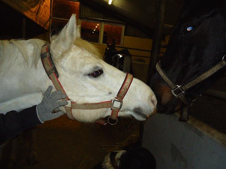 Anden særlig race  Højvangs Marabou <3  -  Marabou var meeeget interreseret i den anden hest! dx billede 14