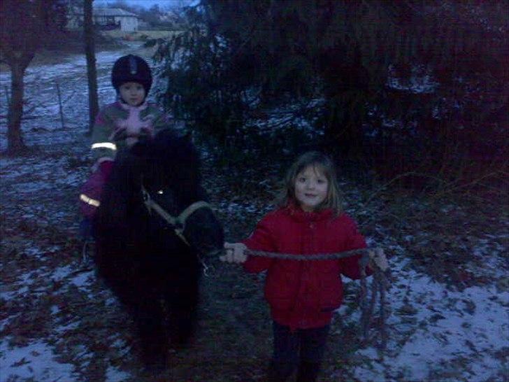 Shetlænder Jordbær Marie (Skovlundens Gipsy) - 2 små piger (3 og 5 år) og vinter hygge med hyppen billede 6