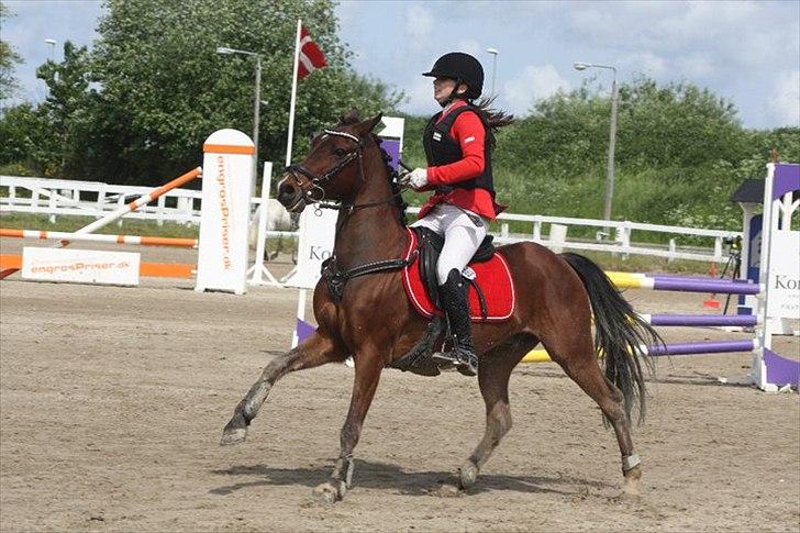 Tysk Sportspony P-Tim | B - Stjerne pony i HIS! billede 8