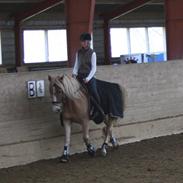 Haflinger Prins *PART*