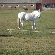 Anden særlig race Snowflake