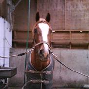 Irsk Sportspony The Showman mit alt!<3<3