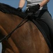 Welsh Cob (sec D) Triumph F. Lillenæsgaard