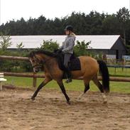 Welsh Cob (sec D) Triumph F. Lillenæsgaard