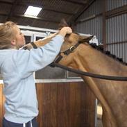Welsh Cob (sec D) Triumph F. Lillenæsgaard