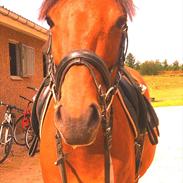 Anden særlig race Brunet 