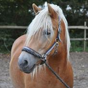 Haflinger Molly Virkelyst