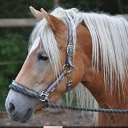 Haflinger Molly Virkelyst