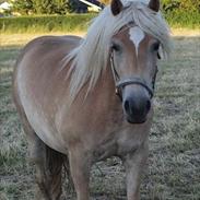Haflinger Molly Virkelyst