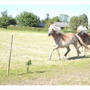 Haflinger Molly Virkelyst