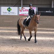 Anden særlig race Bayli<3