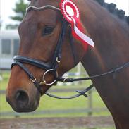Dansk Varmblod Confidenza 'Stjernen'