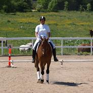 Dansk Varmblod Quinar L