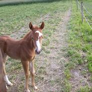 Quarter Daisys All Spirit