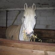 Connemara Chinooki boy ( Snuggi )