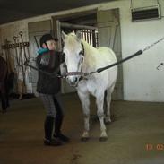 Irsk Sportspony Dooneens Blue Thunder