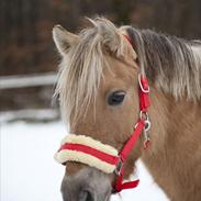 Anden særlig race Daisy.