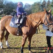 Dansk Varmblod Santia