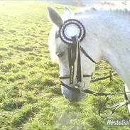 Hollandsk Sportspony *Jarka* (Jackie) Solgt:-(