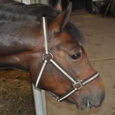 Anden særlig race Fiona `Gammel part`