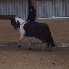 Anden særlig race Morning Surprise. Xpart.