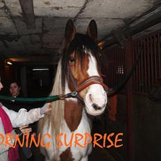 Anden særlig race Morning Surprise. Xpart.