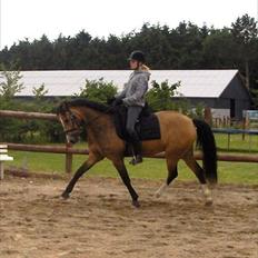 Welsh Cob (sec D) Triumph F. Lillenæsgaard