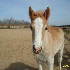 Haflinger Liane Wican
