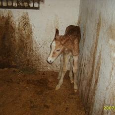 Haflinger Liane Wican