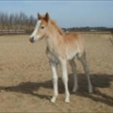 Haflinger Liane Wican