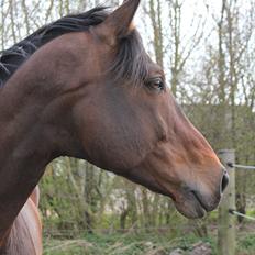 Tysk Varmblod Stald Mejses Rocky