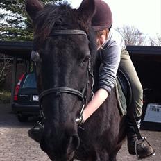 New Forest Kimberly |Prinsesse|