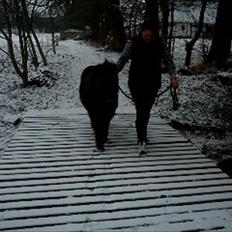Shetlænder Esprit MS (T. låne pony) 