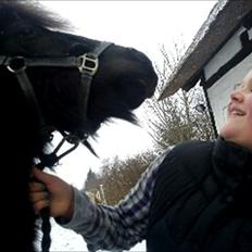 Shetlænder Esprit MS (T. låne pony) 