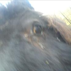 Shetlænder Esprit MS (T. låne pony) 